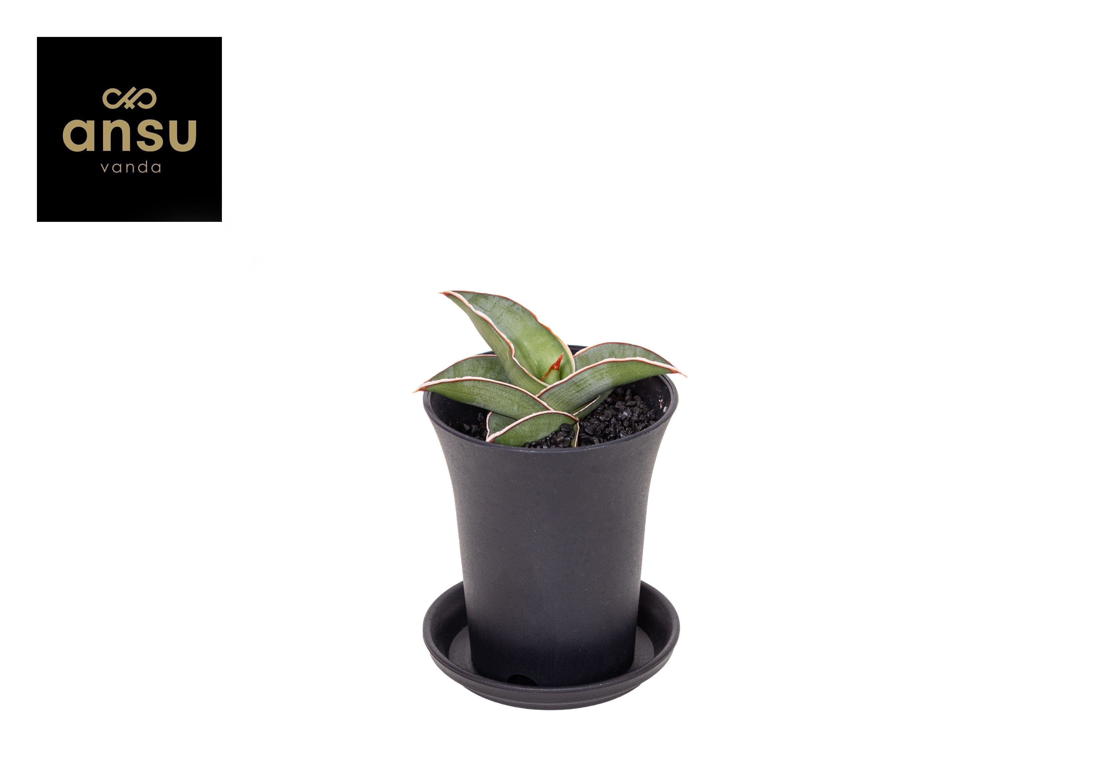 Горшечные цветы и растения оптом Sansevieria Almond Silver In Sierpot от 9шт (для телеги) из Голландии с доставкой по России