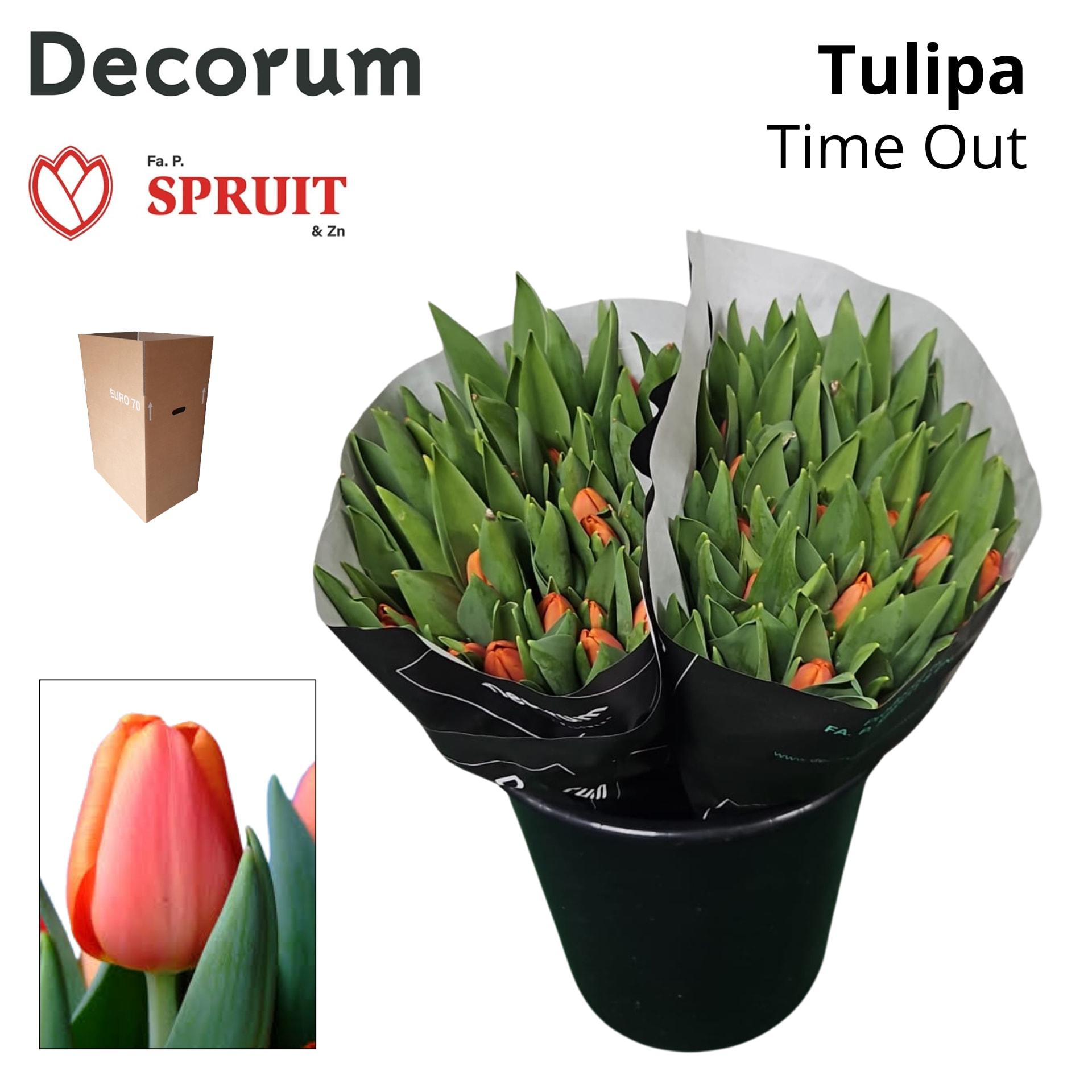 Срезанные цветы оптом Tulipa si time out от 100шт из Голландии с доставкой по России