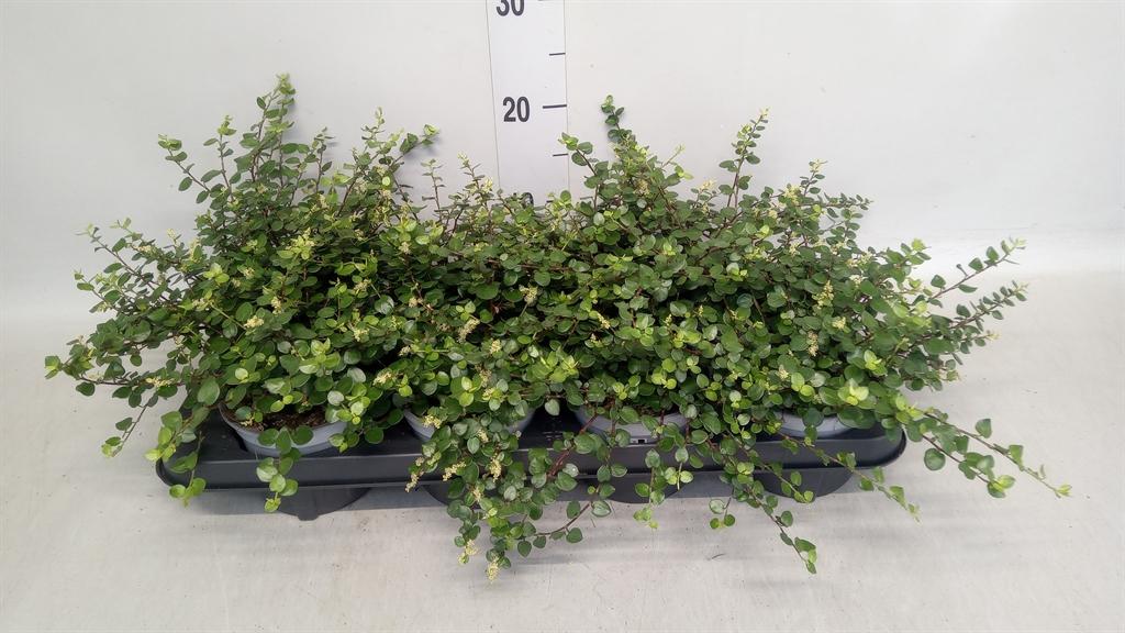 Горшечные цветы и растения оптом Muehlenbeckia Com. maori A от 8шт из Голландии с доставкой по России