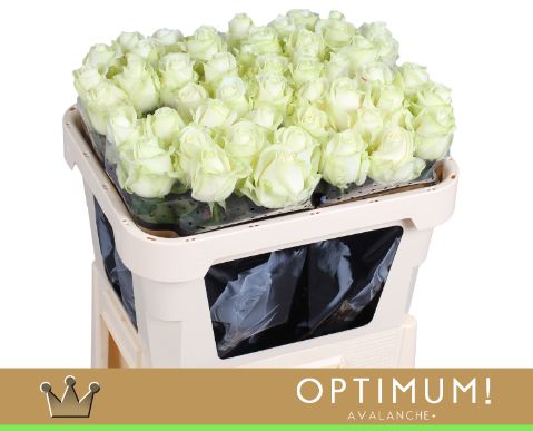 Срезанные цветы оптом Rosa large avalanche+ Bernhard Optimum от 50шт. из Голландии с доставкой по России