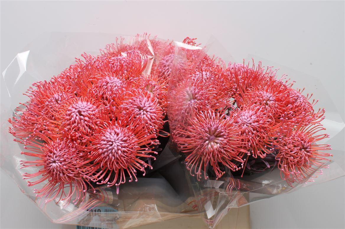 Срезанные цветы оптом Nutans paint pink от 30шт из Голландии с доставкой по России