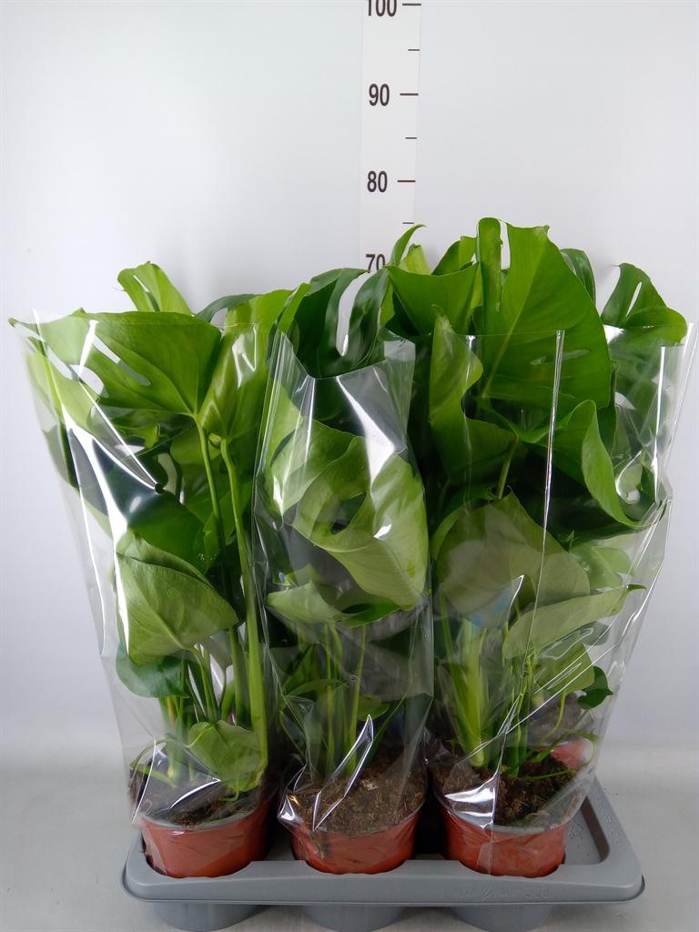 Горшечные цветы и растения оптом Monstera Delic. от 6шт из Голландии с доставкой по России