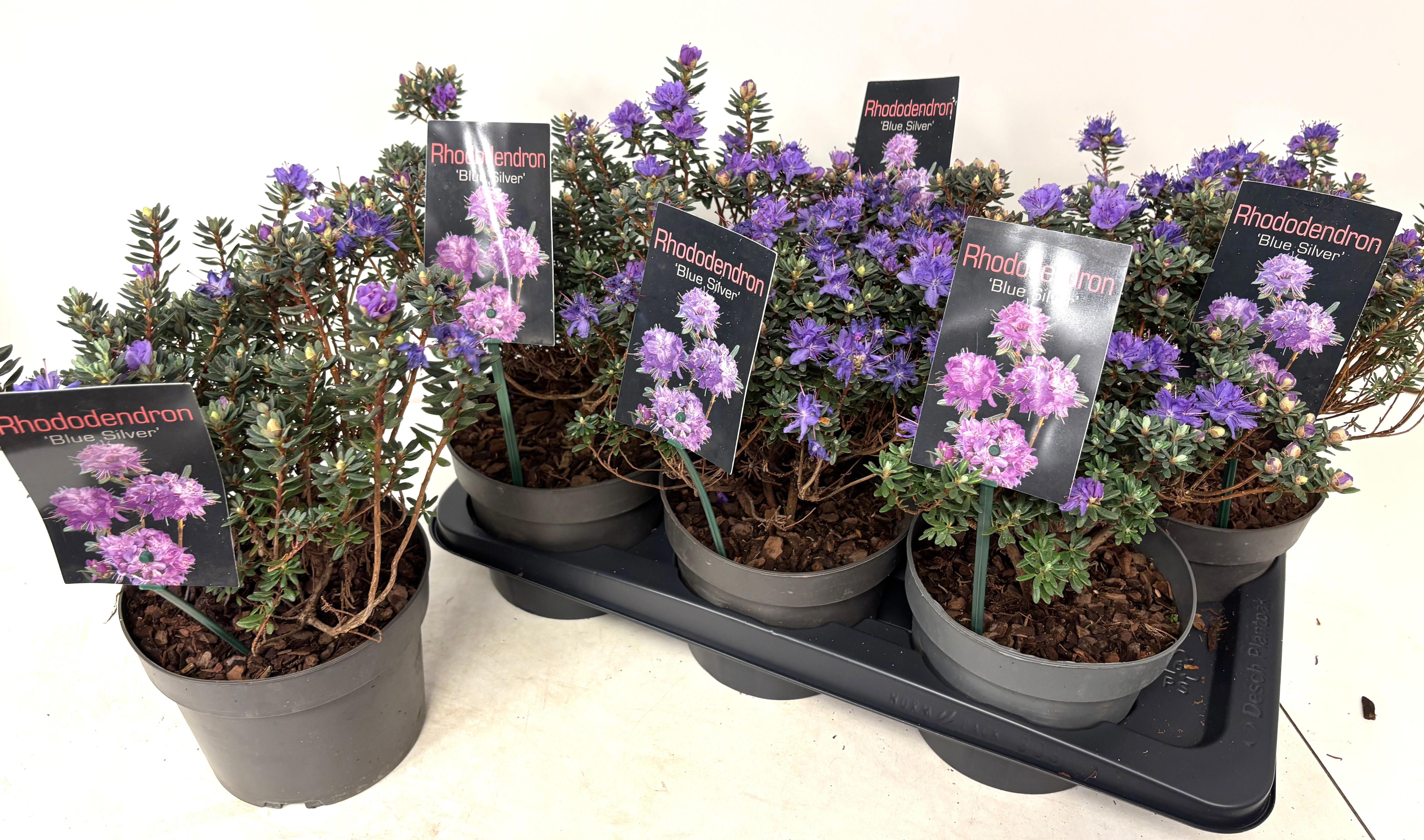 Горшечные цветы и растения оптом Rhod Blue Silver от 6шт из Голландии с доставкой по России