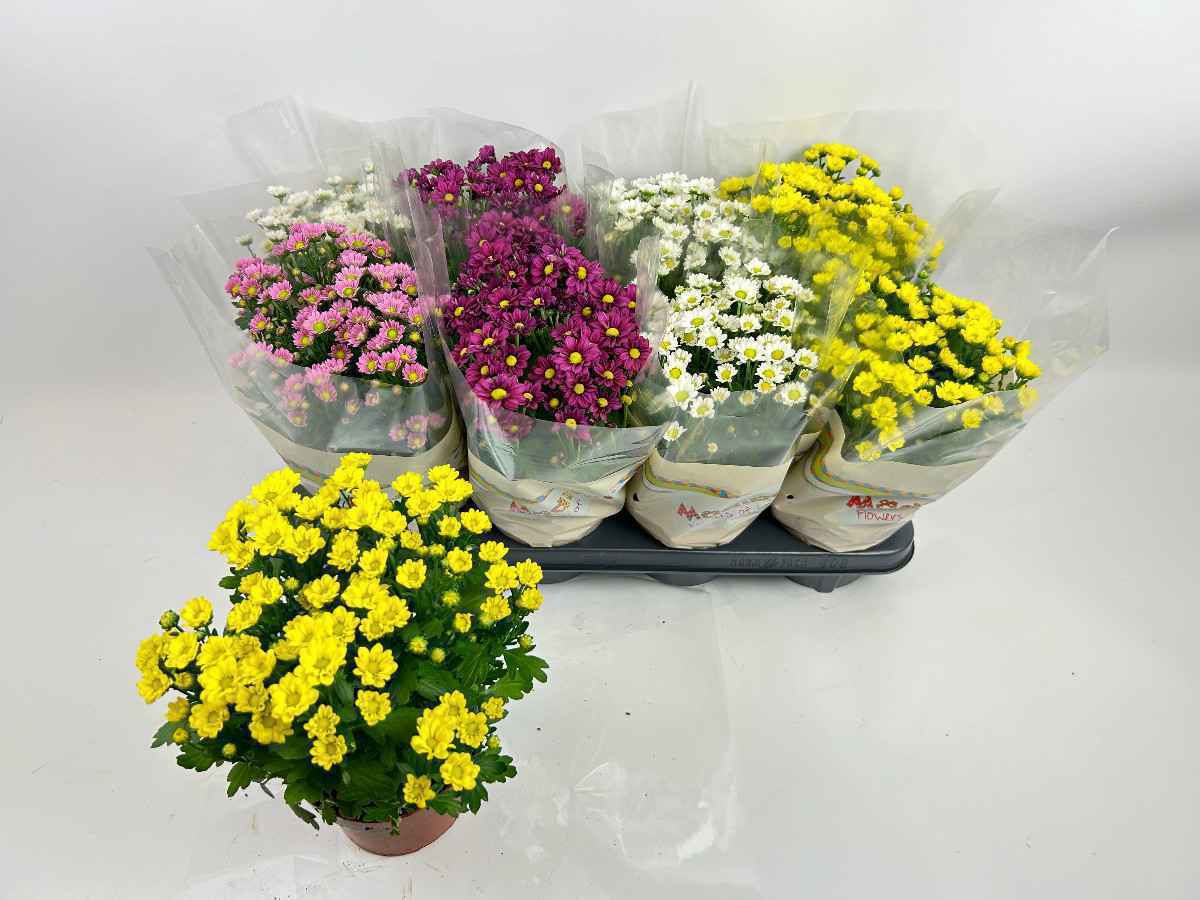Горшечные цветы и растения оптом Chrys Mad Gem от 8шт из Голландии с доставкой по России