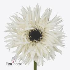 Срезанные цветы оптом Gerbera garden ghost от 50шт. из Голландии с доставкой по России