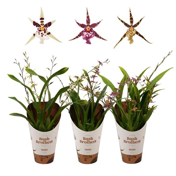 Горшечные цветы и растения оптом Brassia 3st Titanium от 6шт из Голландии с доставкой по России