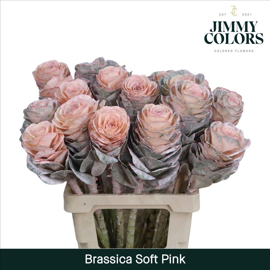 Срезанные цветы оптом Brassica L60 Soft pink от 20шт из Голландии с доставкой по России