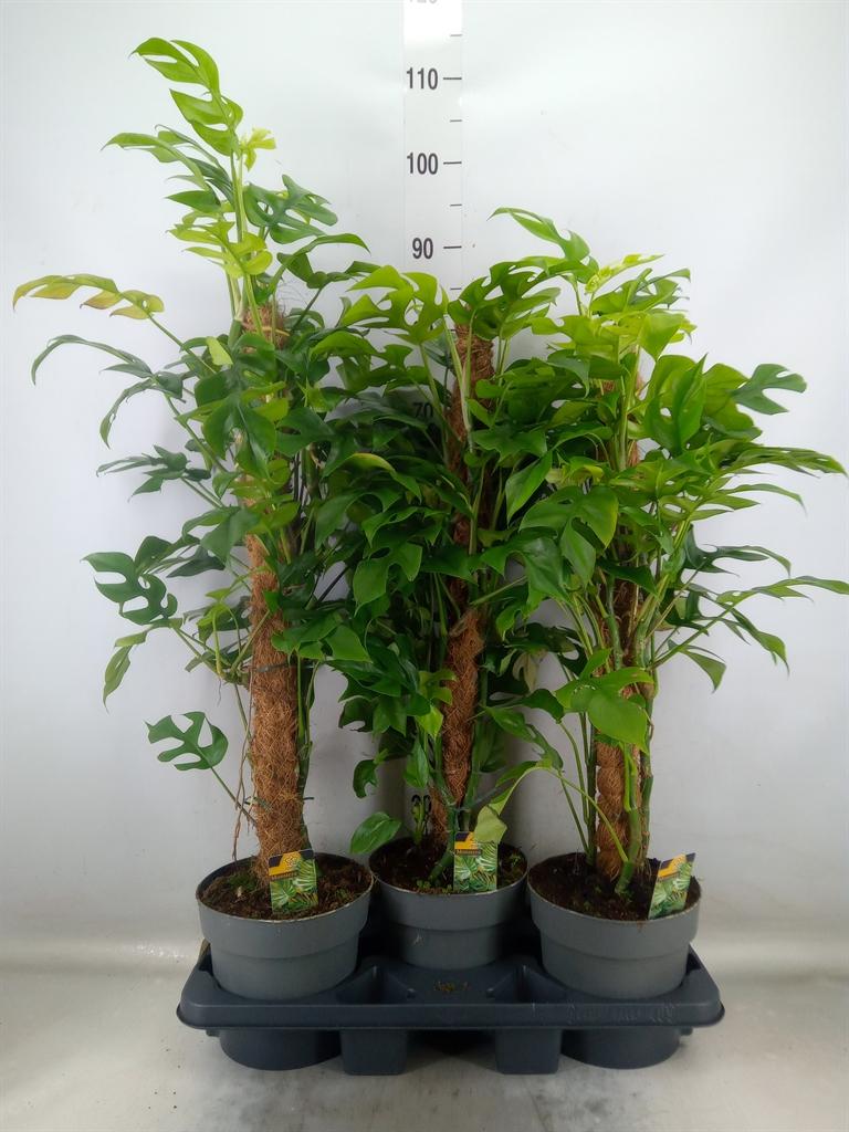 Горшечные цветы и растения оптом Philodendron   ... от 3шт из Голландии с доставкой по России