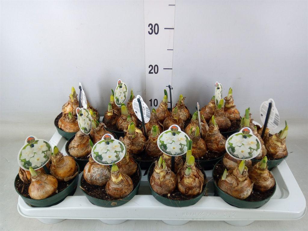 Горшечные цветы и растения оптом Narcissus   ... от 12шт' из Голландии с доставкой по России