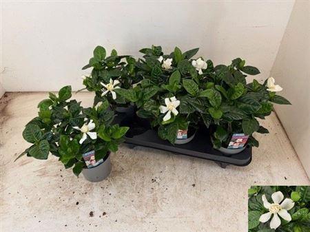 Горшечные цветы и растения оптом Gardenia Jasminoides 4+ от 6шт из Голландии с доставкой по России