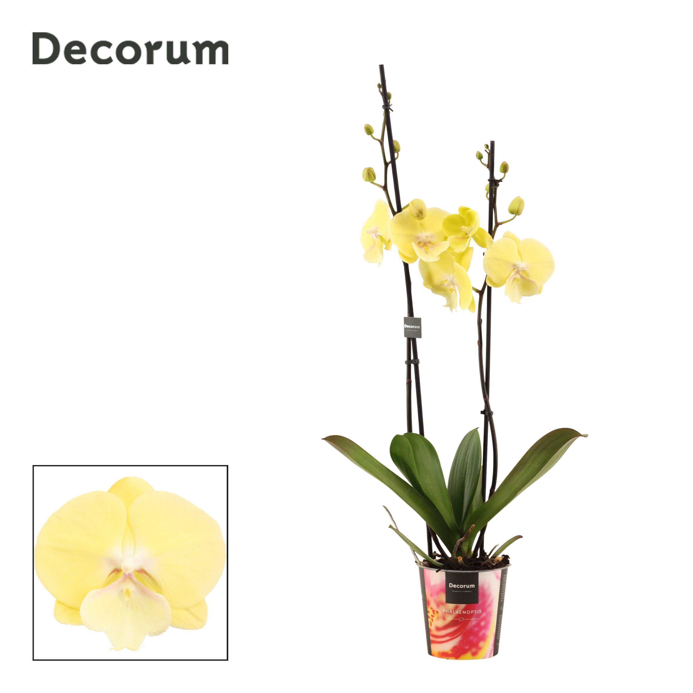 Горшечные цветы и растения оптом Phal 2st Limoncello Kiss (decorum) от 10шт из Голландии с доставкой по России
