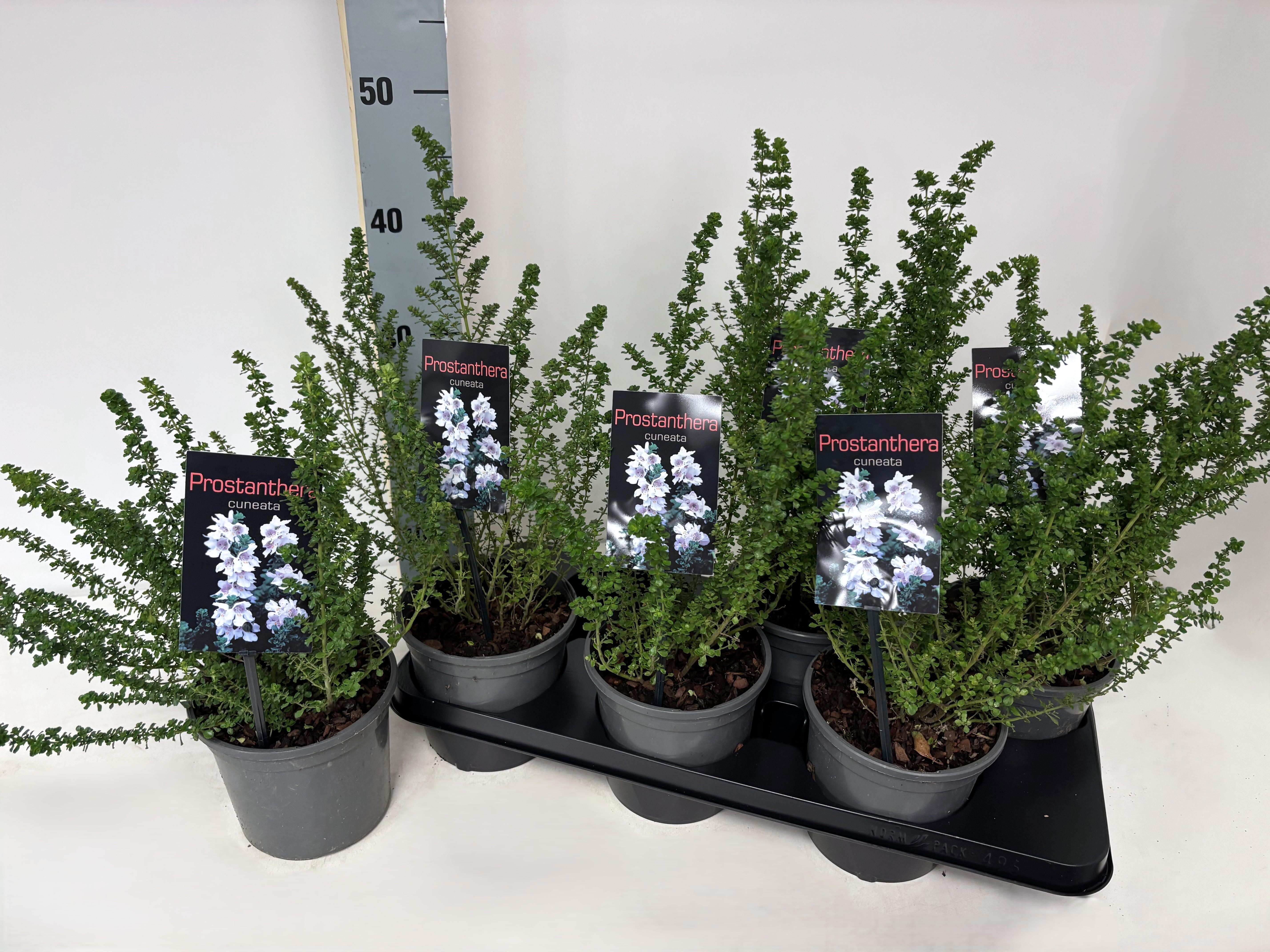 Горшечные цветы и растения оптом Prost Cuneata от 6шт из Голландии с доставкой по России