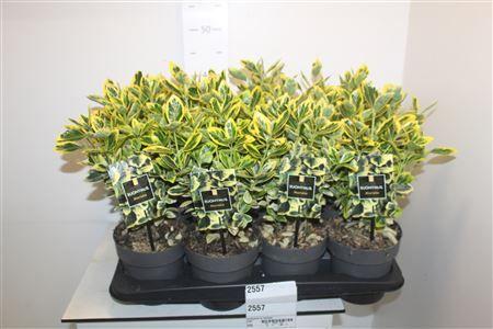 Горшечные цветы и растения оптом Euonymus Ja Marieke * Spring Deal * от 8шт из Голландии с доставкой по России
