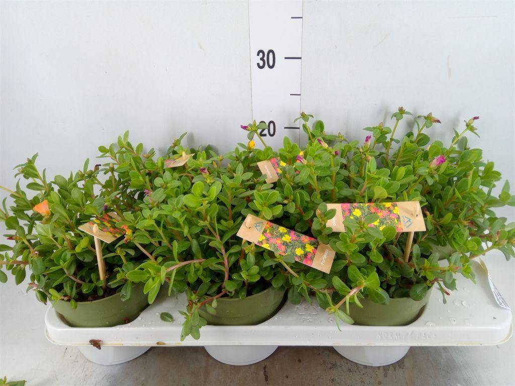 Горшечные цветы и растения оптом Portulaca   ...mix In Pot от 6шт из Голландии с доставкой по России