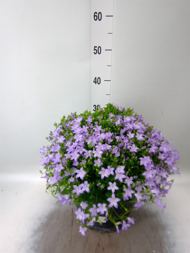 Горшечные цветы и растения оптом Campanula Porten. от 1шт (для телеги) из Голландии с доставкой по России