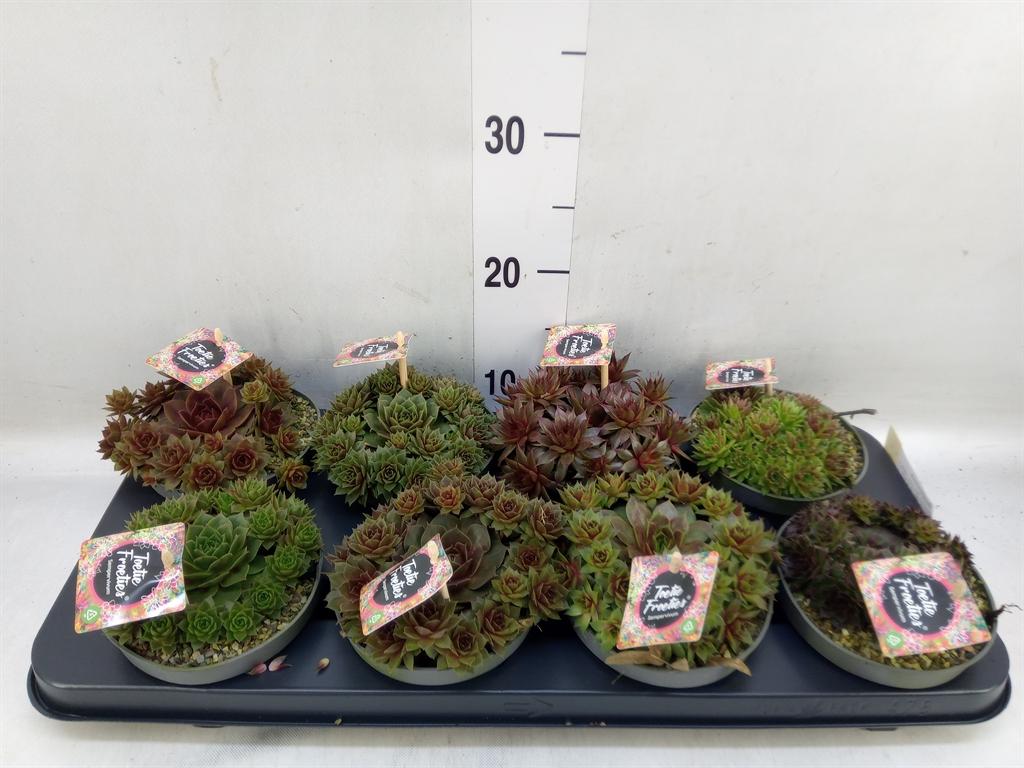 Горшечные цветы и растения оптом Sempervivum   ... от 8шт из Голландии с доставкой по России