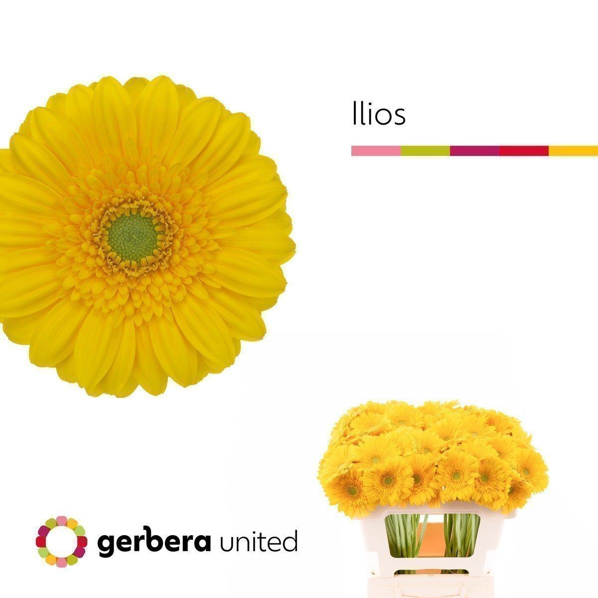 Срезанные цветы оптом Germini ilios от 60шт. из Голландии с доставкой по России