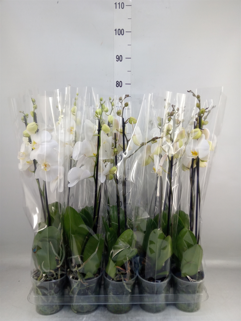 Горшечные цветы и растения оптом Phalaenopsis   ...white от 10шт из Голландии с доставкой по России