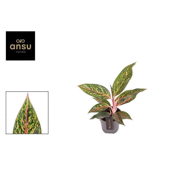 Горшечные цветы и растения оптом Aglaonema Pepper Bells от 6шт из Голландии с доставкой по России