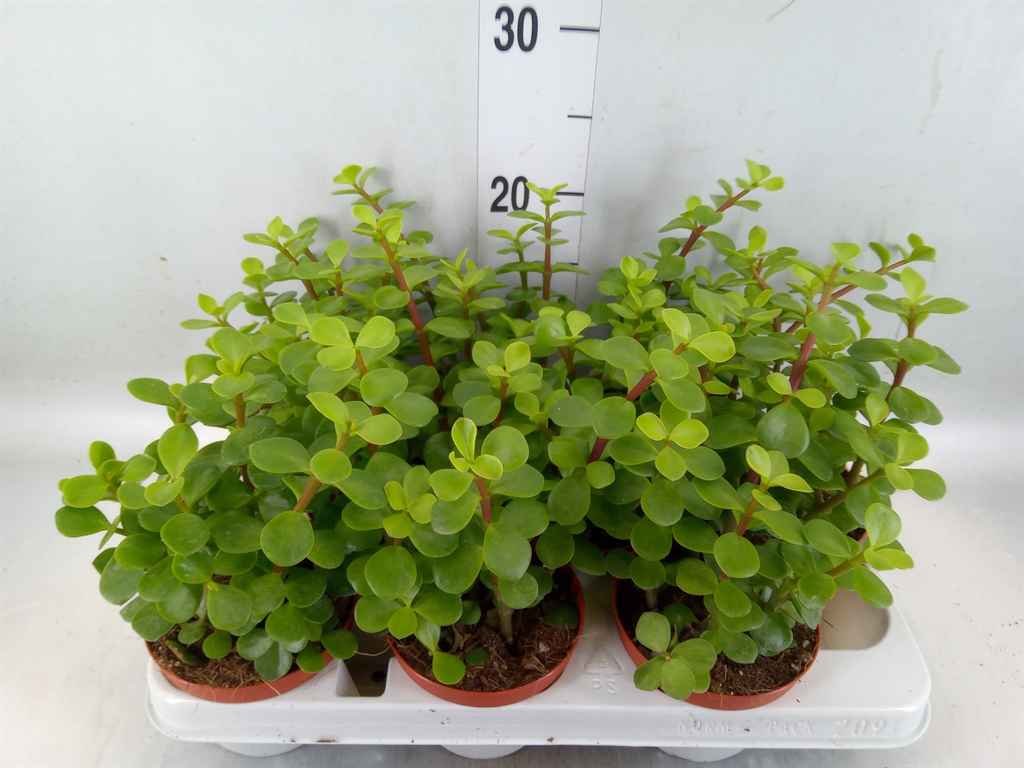 Горшечные цветы и растения оптом Portulacaria Afra от 9шт из Голландии с доставкой по России