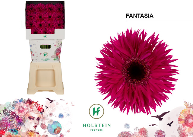 Срезанные цветы оптом Gerbera diamond big fantasia от 45шт из Голландии с доставкой по России