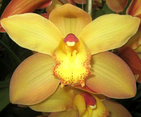 Срезанные цветы оптом Cymbidium gold от 6шт. из Голландии с доставкой по России