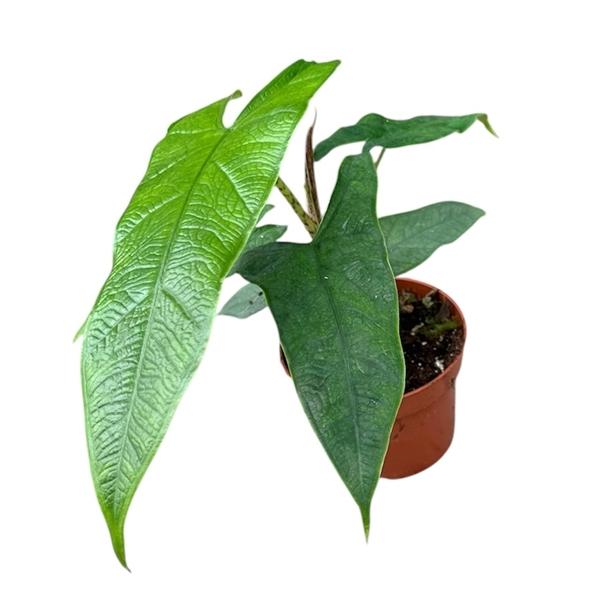 Горшечные цветы и растения оптом Alocasia Sulawesi Green Carpet от 1шт (для телеги) из Голландии с доставкой по России