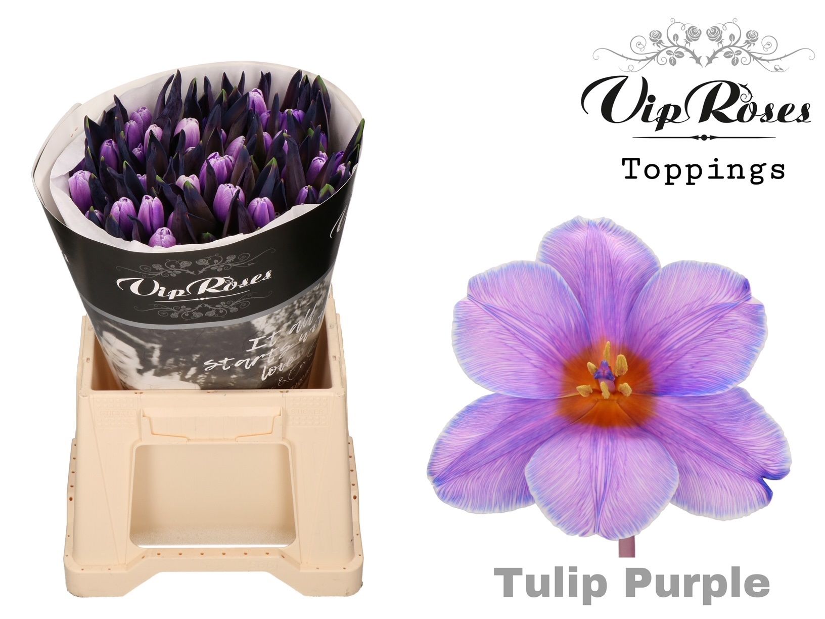 Срезанные цветы оптом Tulipa si paint purple от 50шт из Голландии с доставкой по России