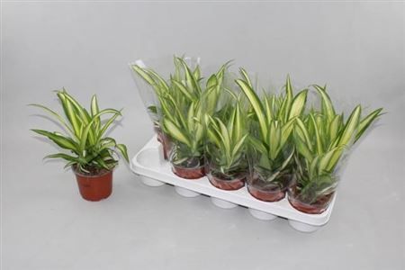 Горшечные цветы и растения оптом Chlorophytum Hawaiian от 10шт из Голландии с доставкой по России