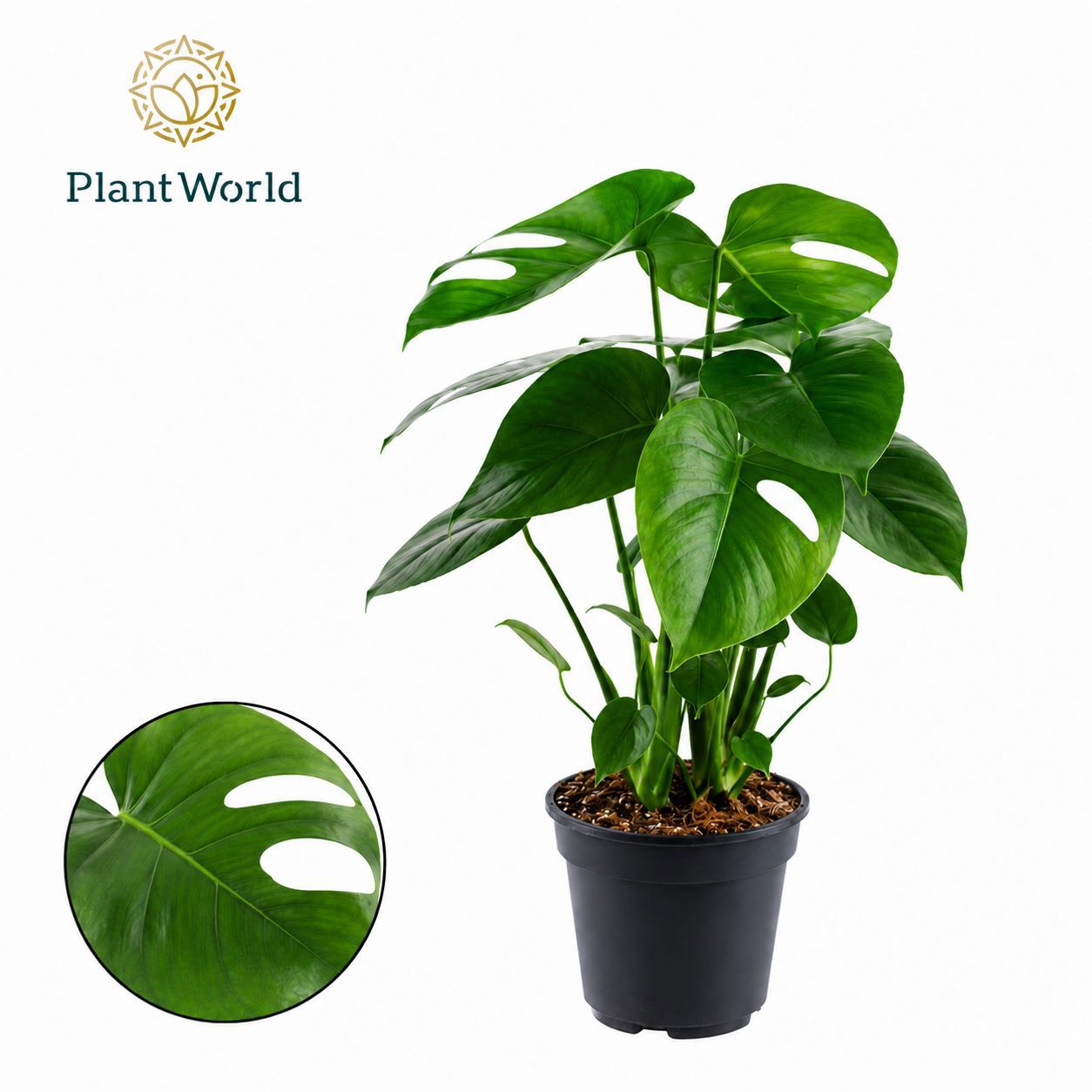 Горшечные цветы и растения оптом Monstera Deliciosa от 5шт из Голландии с доставкой по России
