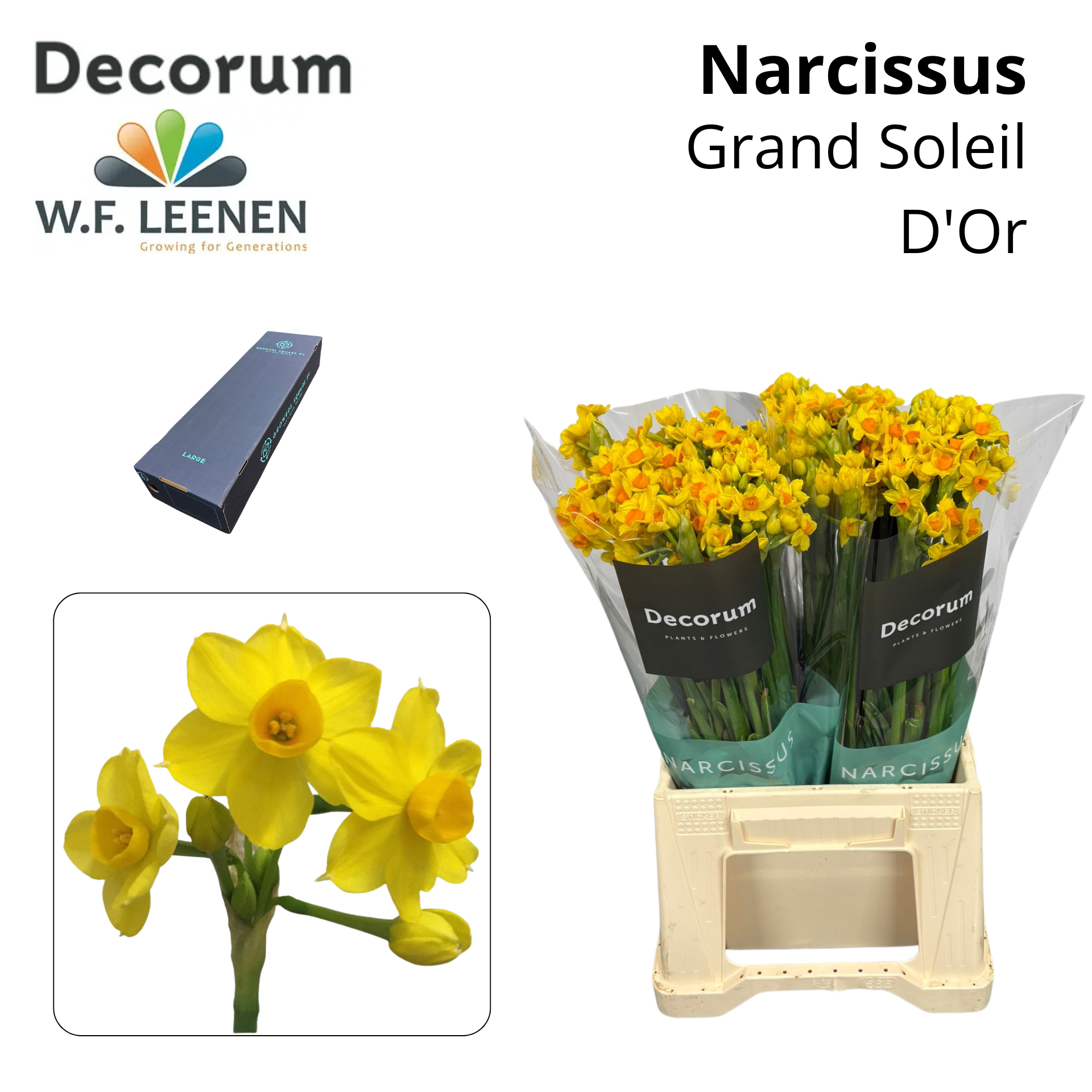 Срезанные цветы оптом Narcissus sp soleil dor in box от 300шт из Голландии с доставкой по России