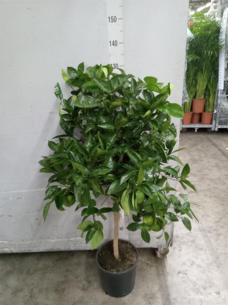 Горшечные цветы и растения оптом Citrus Sinensis от 1шт (для телеги) из Голландии с доставкой по России