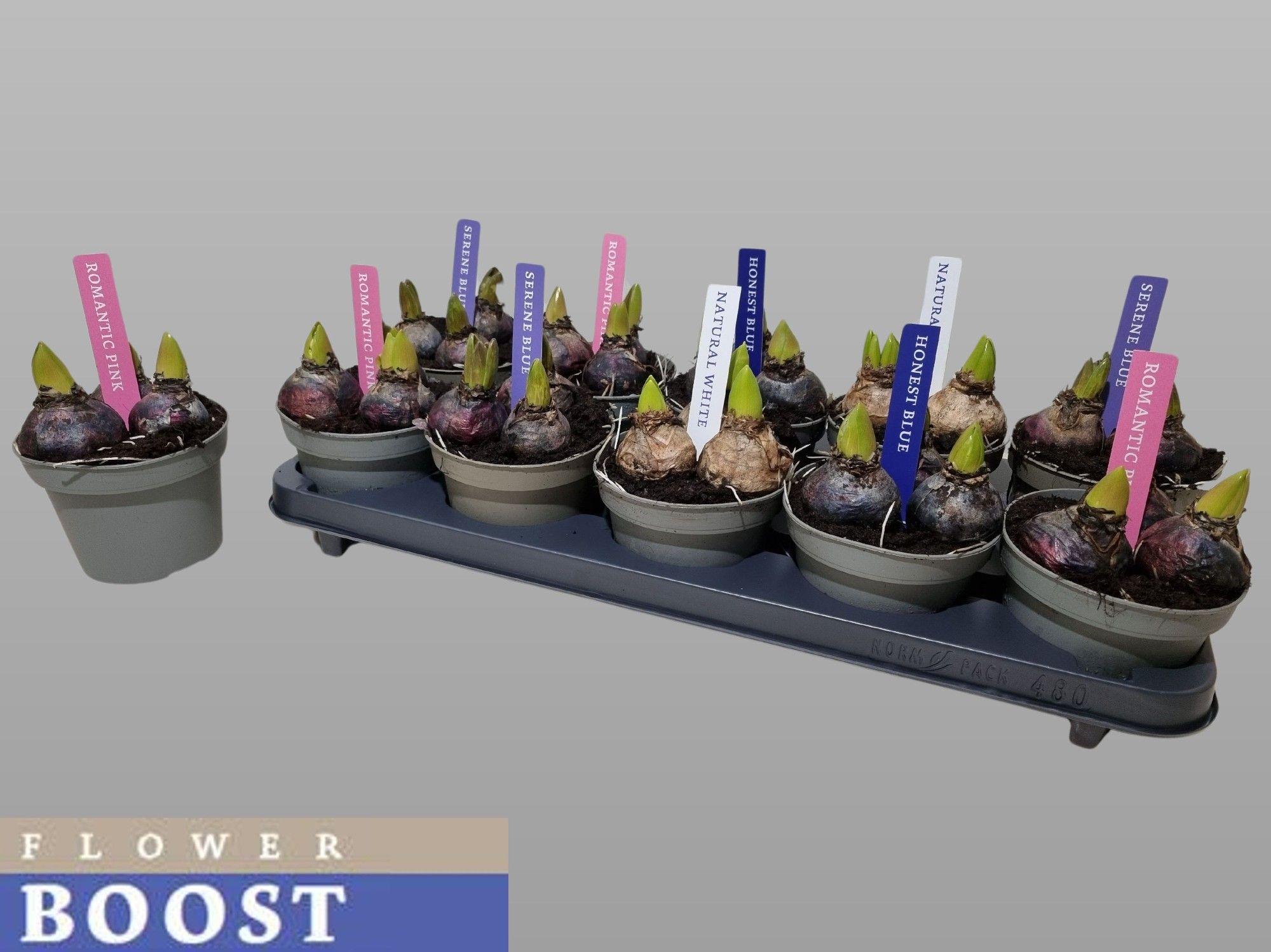 Горшечные цветы и растения оптом Hyacin Pear Gem 4 Kl от 10шт из Голландии с доставкой по России