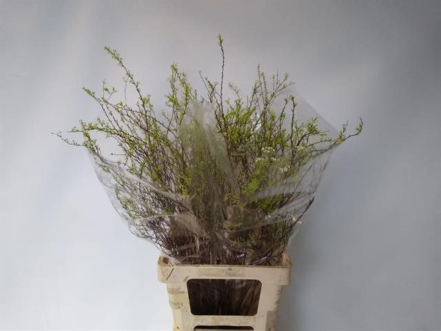 Срезанные цветы оптом Spiraea grefsheim от 50шт из Голландии с доставкой по России