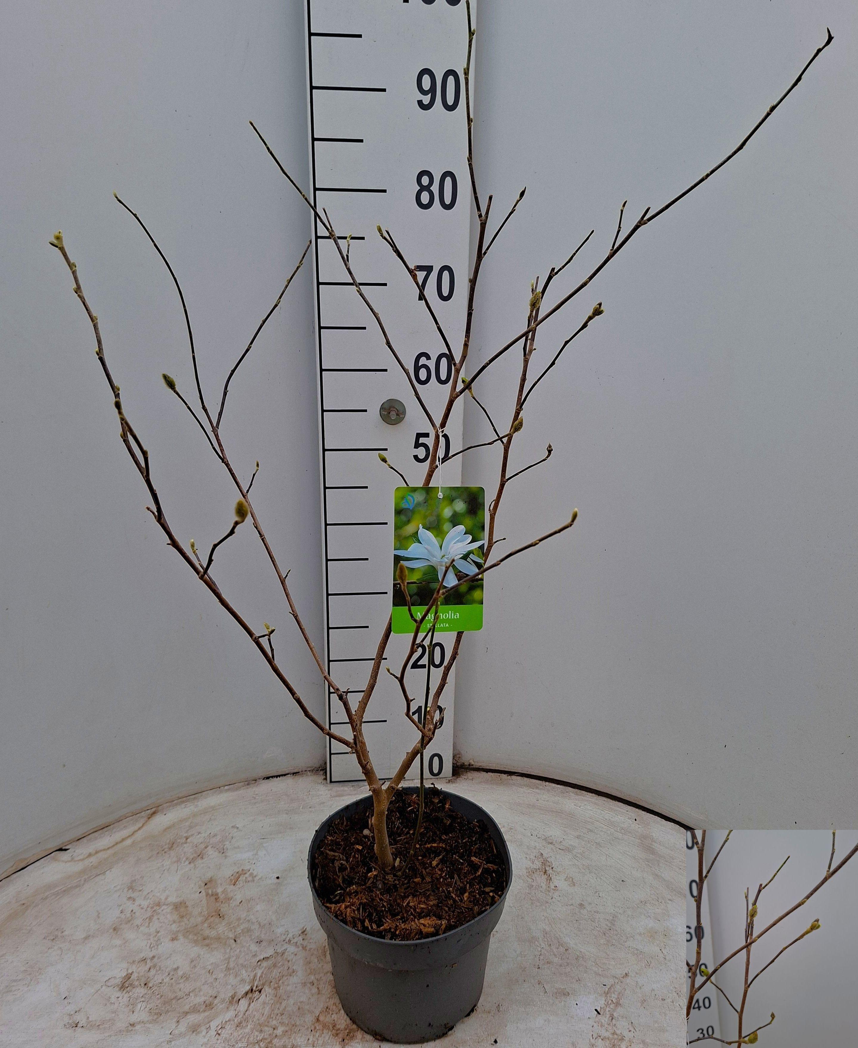 Горшечные цветы и растения оптом Magn Stellata Ov от 1шт из Голландии с доставкой по России