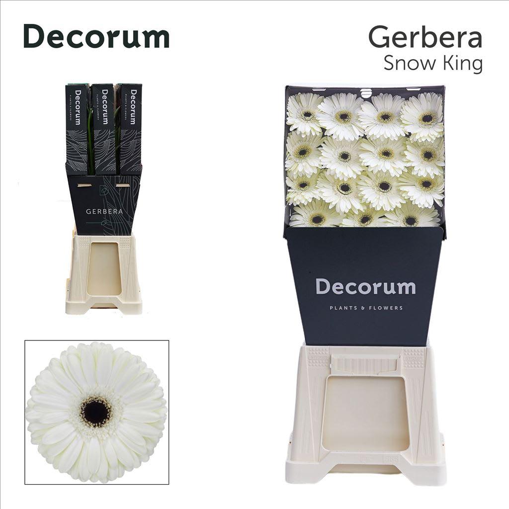 Срезанные цветы оптом Gerbera snow king от 45шт из Голландии с доставкой по России