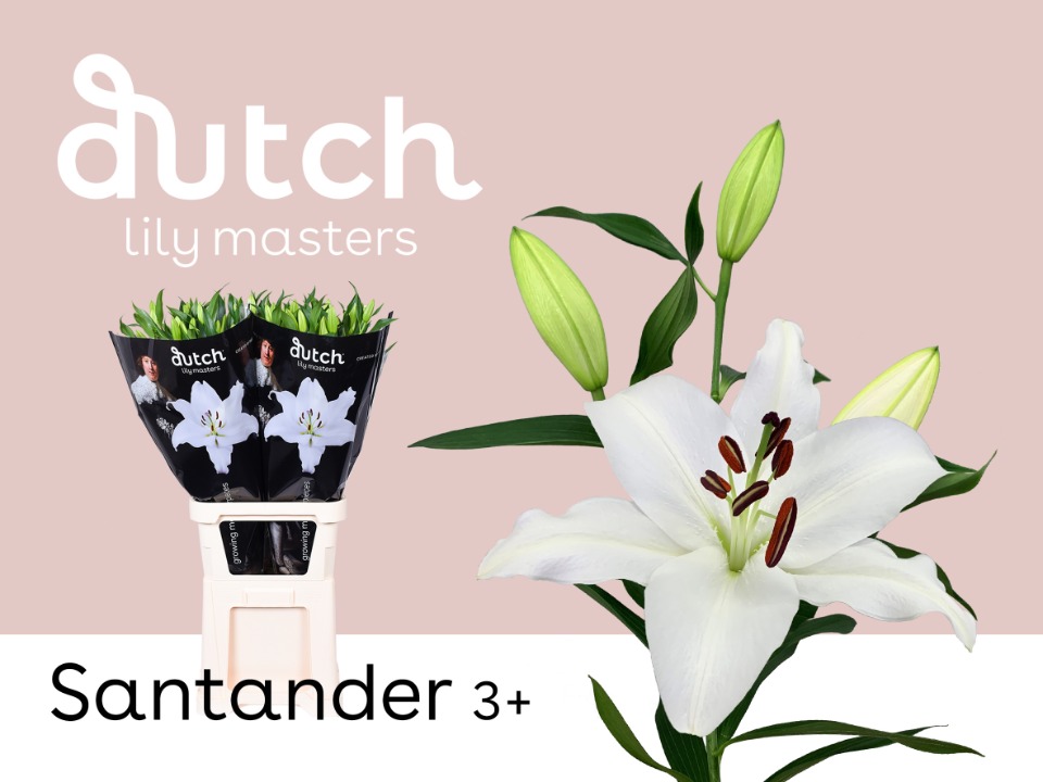 Срезанные цветы оптом Lilium or santander от 40шт. из Голландии с доставкой по России