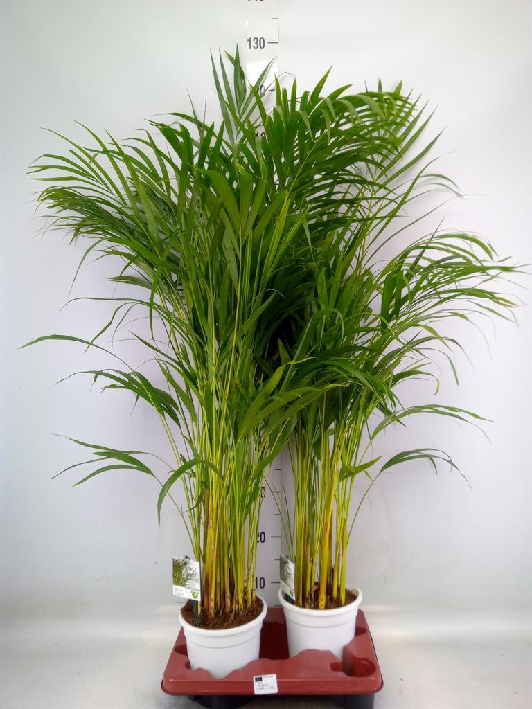 Горшечные цветы и растения оптом Dypsis Lutescens   ...chrysalidoca от 2шт из Голландии с доставкой по России