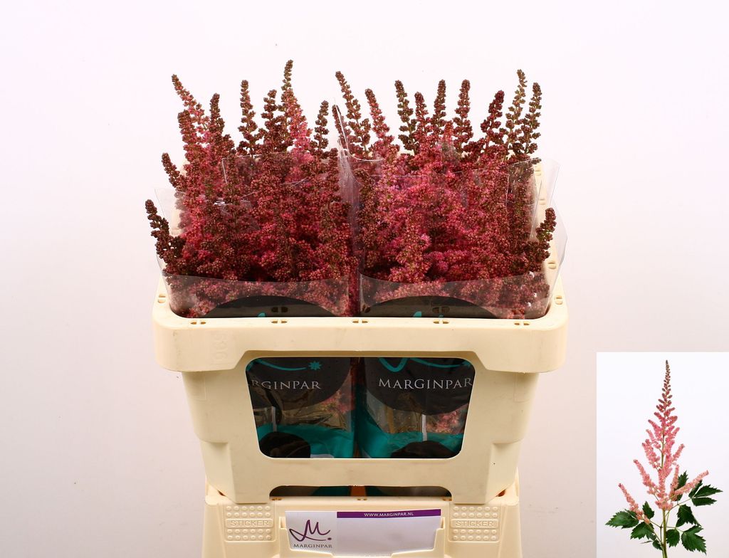 Срезанные цветы оптом Astilbe vision in pink от 40шт. из Голландии с доставкой по России