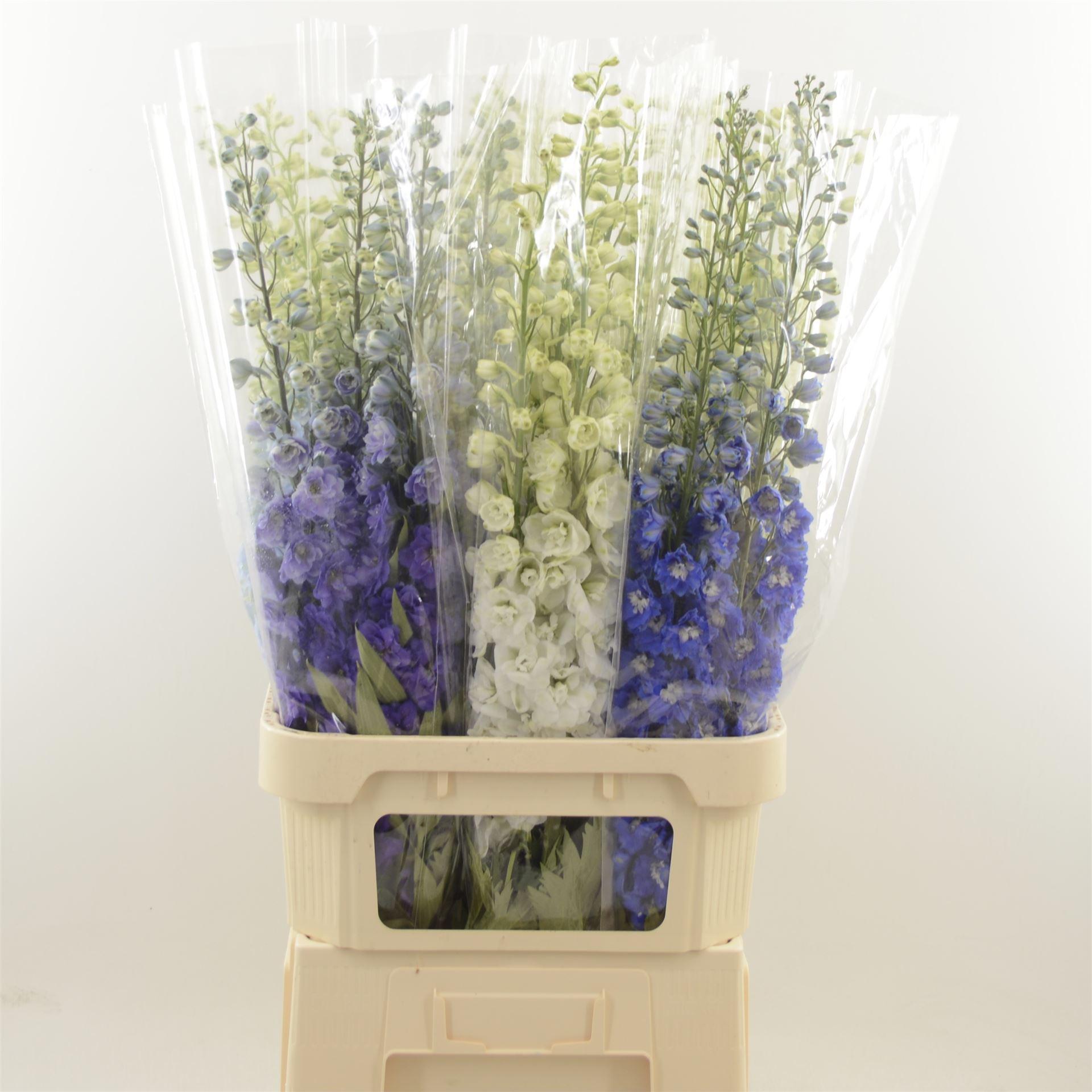 Срезанные цветы оптом Delphinium do mix in bucket от 30шт из Голландии с доставкой по России