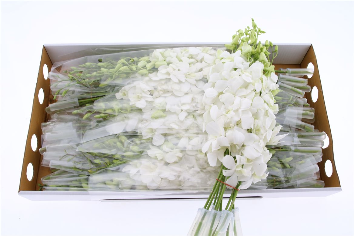 Срезанные цветы оптом Dendrobium big white от 70шт из Голландии с доставкой по России
