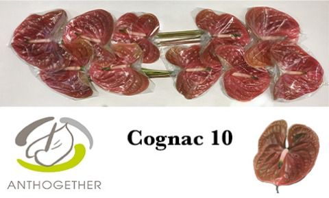 Срезанные цветы оптом Anthurium cognac от 12шт. из Голландии с доставкой по России