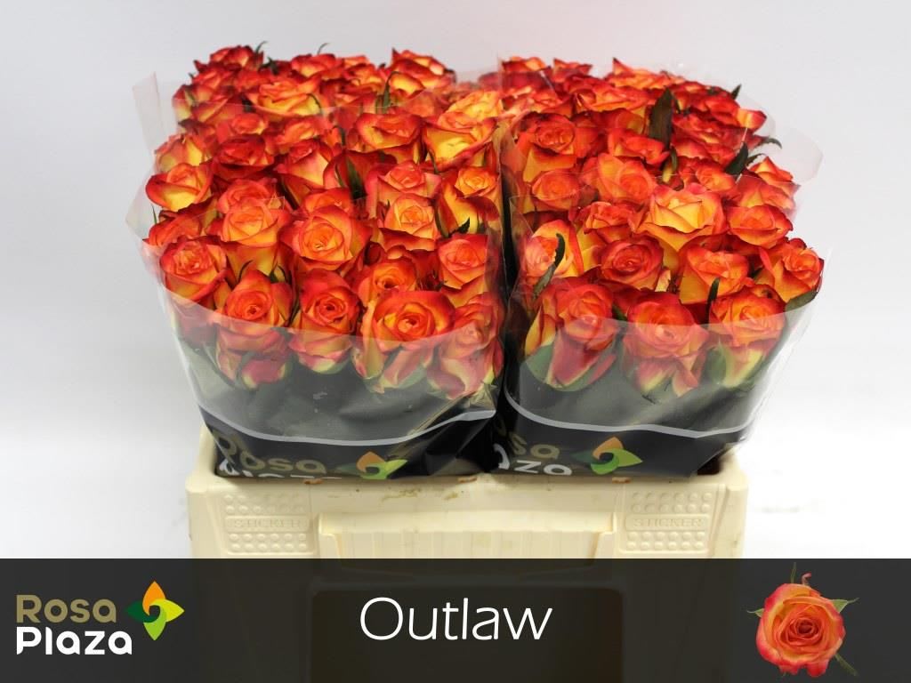 Срезанные цветы оптом Rosa large outlaw от 80шт из Голландии с доставкой по России