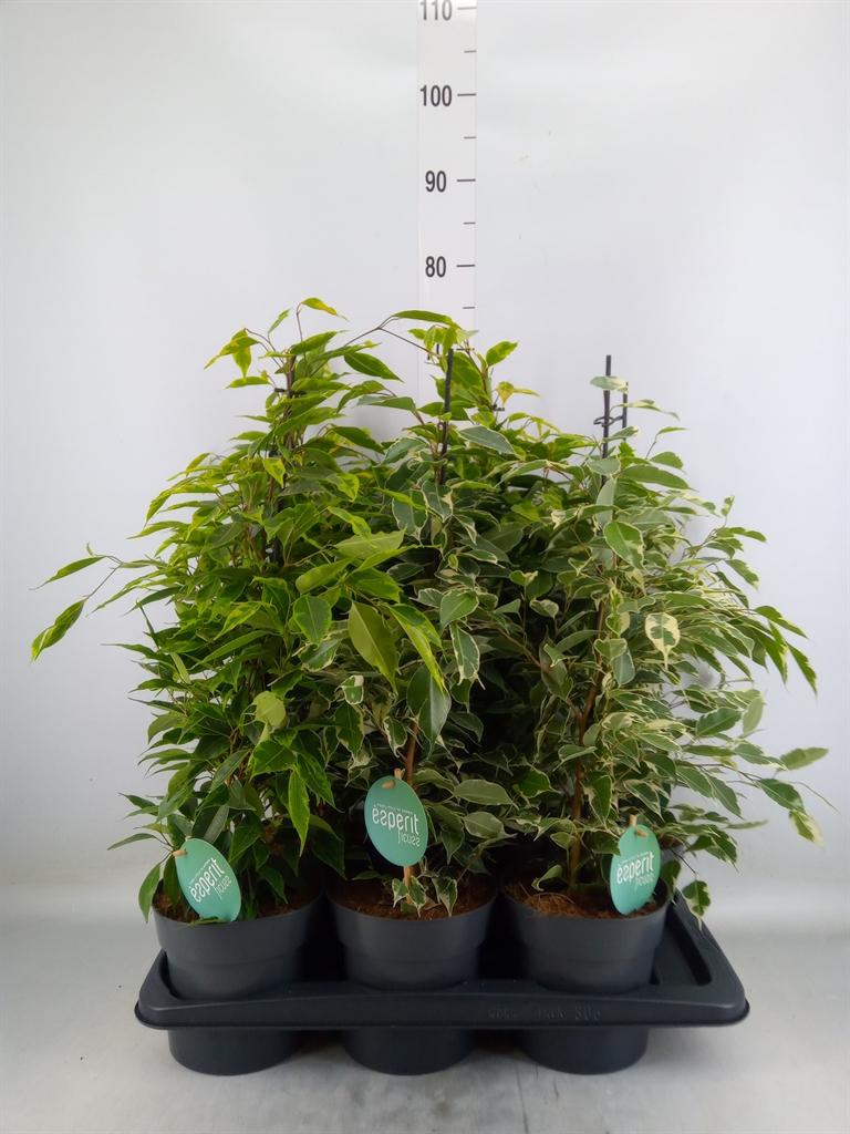 Горшечные цветы и растения оптом Ficus Benjamina Royal Mix 2-3 Srt. от 6шт из Голландии с доставкой по России