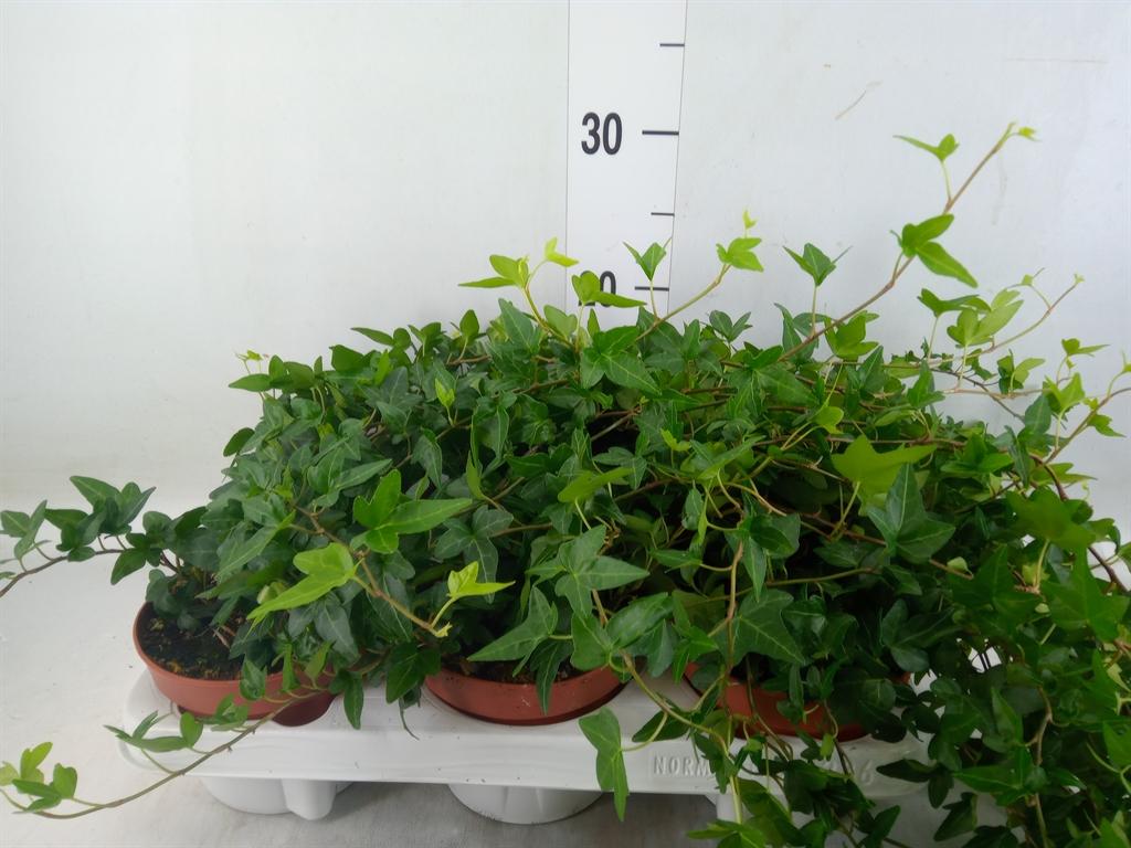 Горшечные цветы и растения оптом Hedera Helix Shamrock - Medium Long от 6шт из Голландии с доставкой по России