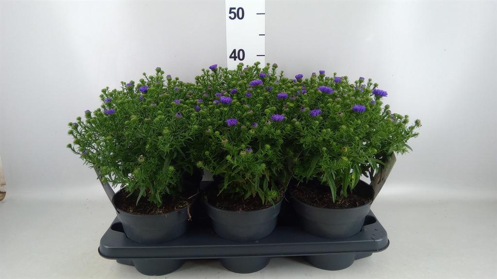 Горшечные цветы и растения оптом Aster Dum. blue Lapis от 6шт из Голландии с доставкой по России