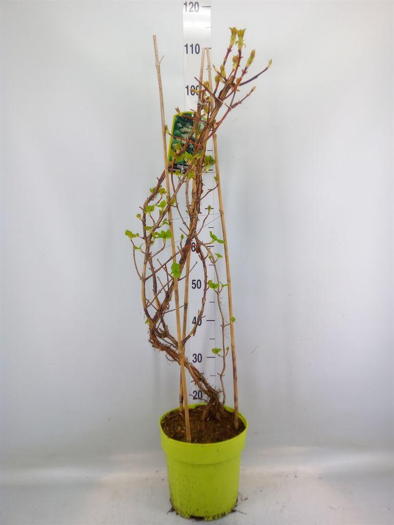 Горшечные цветы и растения оптом Hydrangea Mac. от 1шт из Голландии с доставкой по России