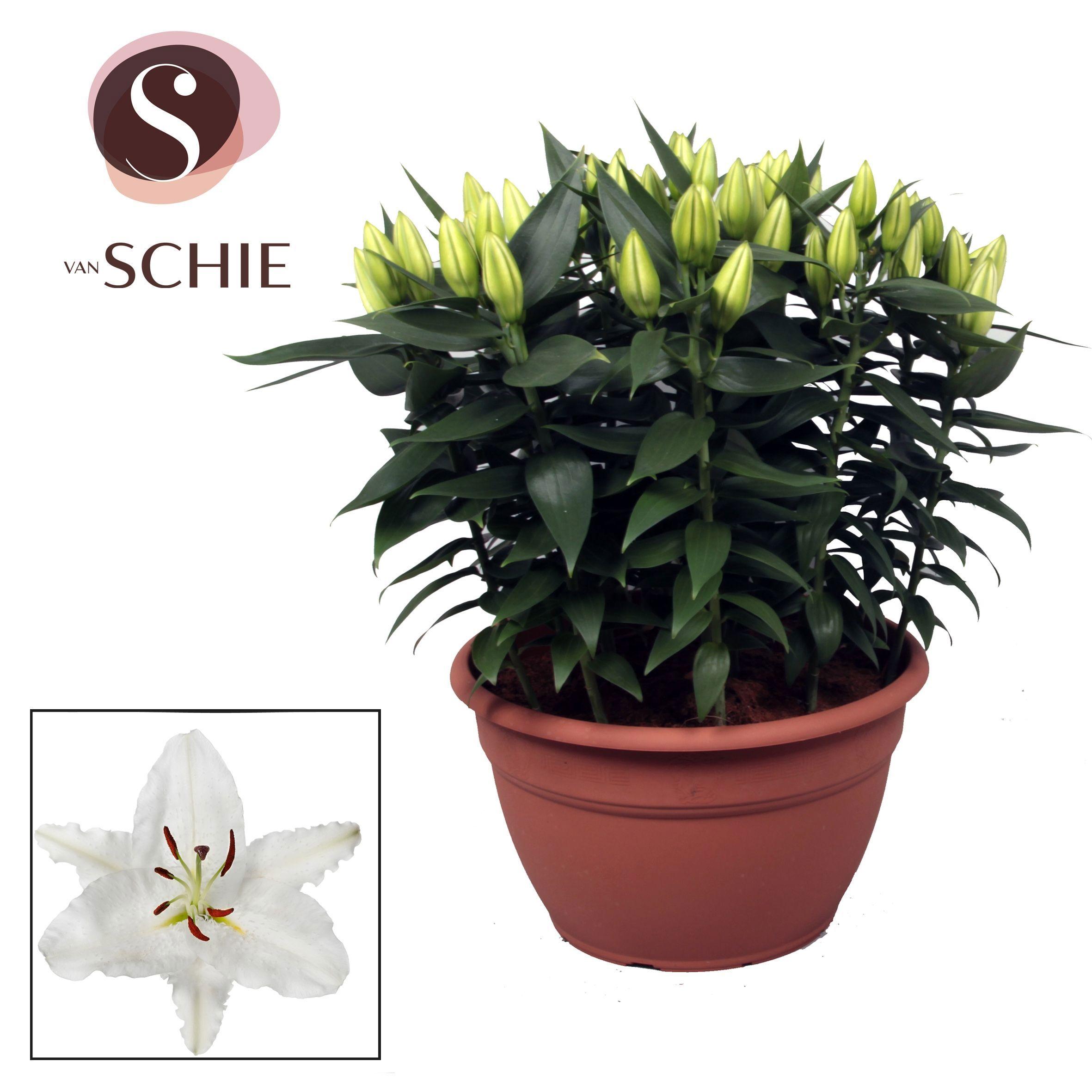 Горшечные цветы и растения оптом Lilium Or White Xl 15pp от 1шт из Голландии с доставкой по России