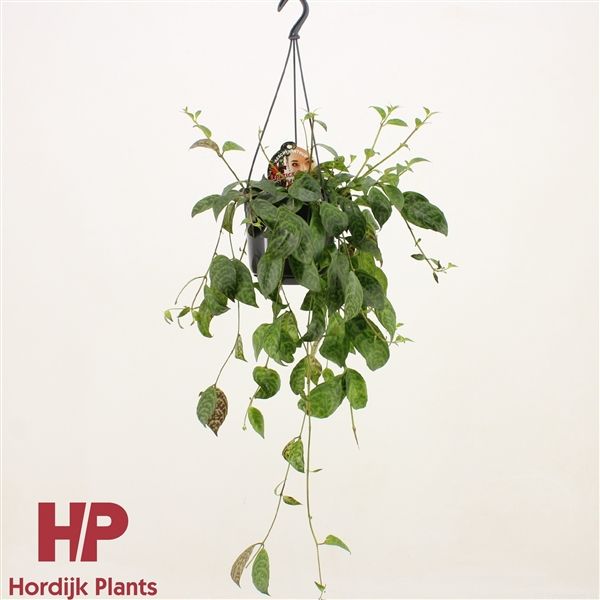 Горшечные цветы и растения оптом Aeschynanthus Marmoratus Hanging Pot от 7шт из Голландии с доставкой по России