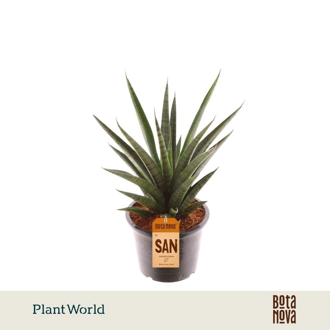 Горшечные цветы и растения оптом Sansevieria Trifciata Pineapple от 7шт из Голландии с доставкой по России
